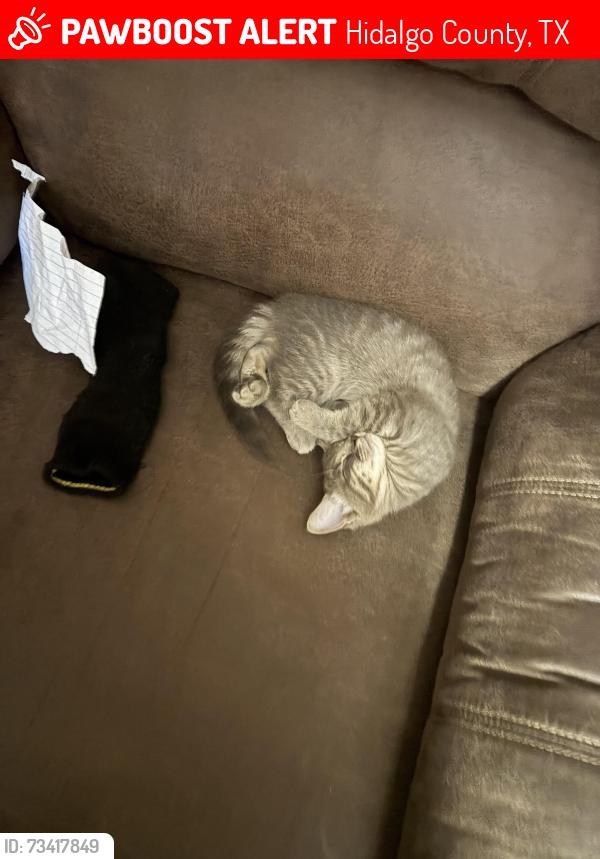 Lost Female Cat last seen Angie avenue mission Texas, Hidalgo County, TX 78574