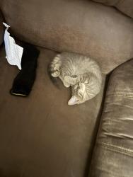 Lost Female Cat last seen Angie avenue mission Texas, Hidalgo County, TX 78574