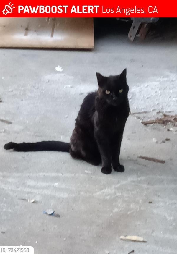 Lost Female Cat last seen Lindley and Napa, Los Angeles, CA 91325