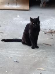 Lost Female Cat last seen Lindley and Napa, Los Angeles, CA 91325
