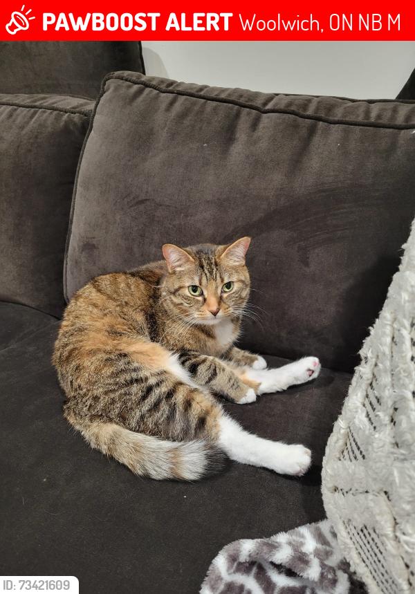 Lost Female Cat last seen Picard st, Woolwich, ON N0B 1M0