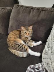 Lost Female Cat last seen Picard st, Woolwich, ON N0B 1M0