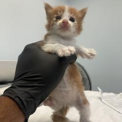 Shelter Stray Male Cat last seen Coronado Avenue, San Diego, CA, 92154, 5500 Gaines St, San Diego, CA 92110, USA