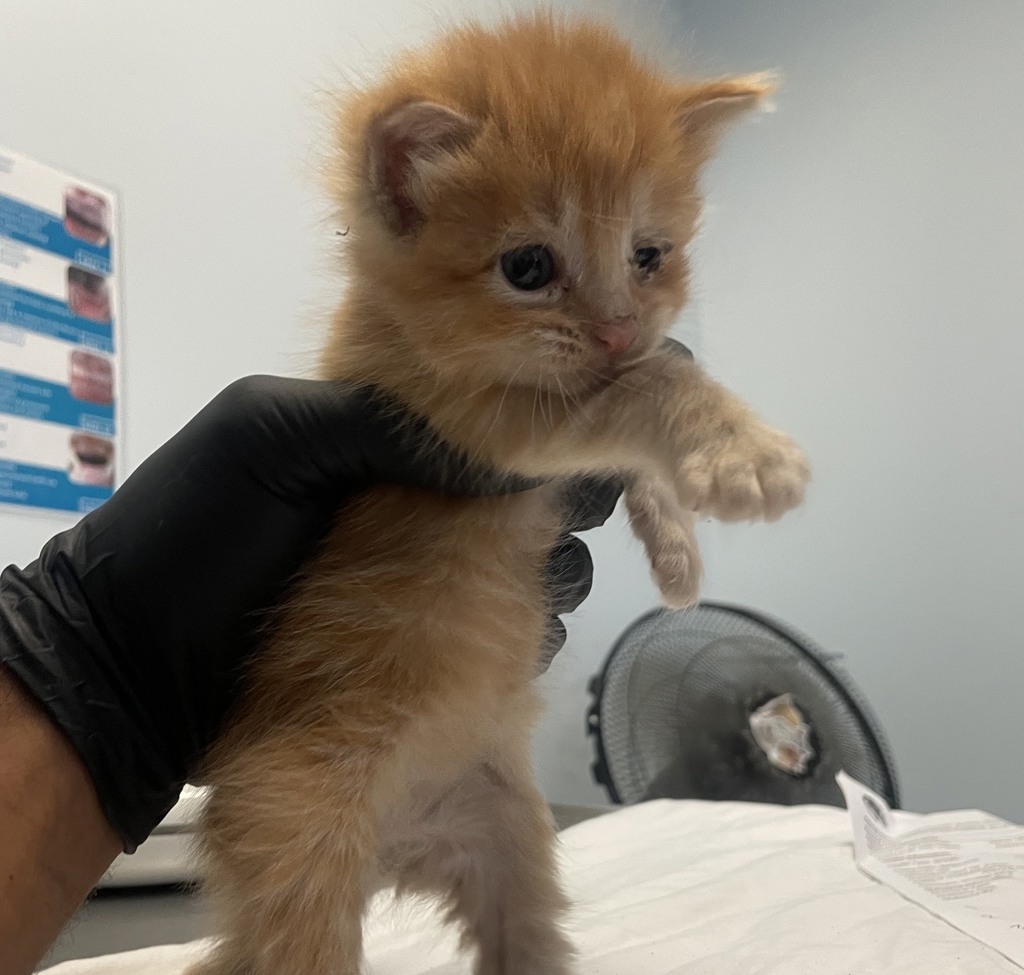 Shelter Stray Male Cat last seen Coronado Avenue, San Diego, CA, 92154, 5500 Gaines St, San Diego, CA 92110, USA