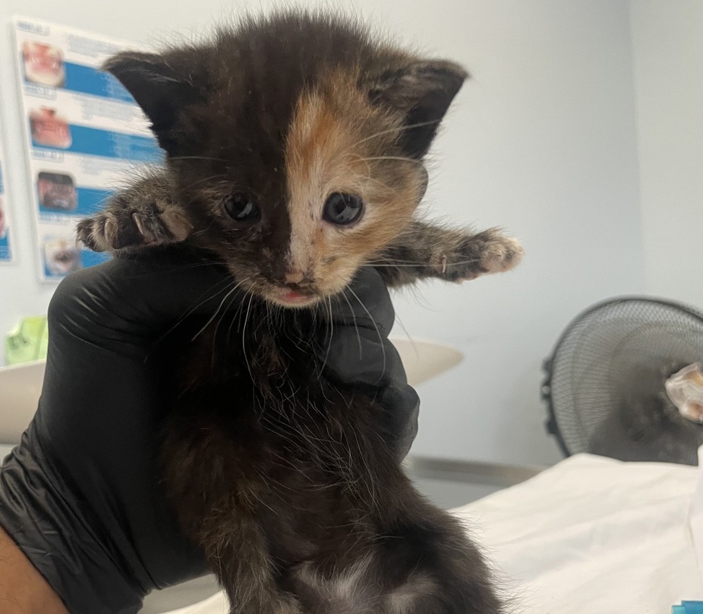 Shelter Stray Female Cat last seen Coronado Avenue, San Diego, CA, 92154, 5500 Gaines St, San Diego, CA 92110, USA