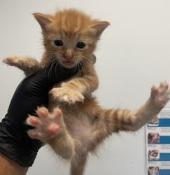 Shelter Stray Female Cat last seen Coronado Avenue, San Diego, CA, 92154, 5500 Gaines St, San Diego, CA 92110, USA