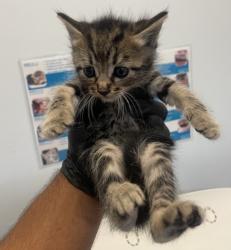 Shelter Stray Male Cat last seen Flicker Street, San Diego, CA, 92114, 5500 Gaines St, San Diego, CA 92110, USA