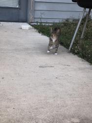 Found/Stray Unknown Cat last seen Louis bauer, San Antonio, TX 78235