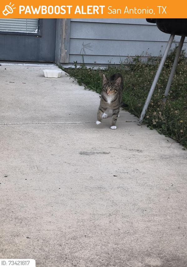 Found/Stray Unknown Cat last seen Louis bauer, San Antonio, TX 78235