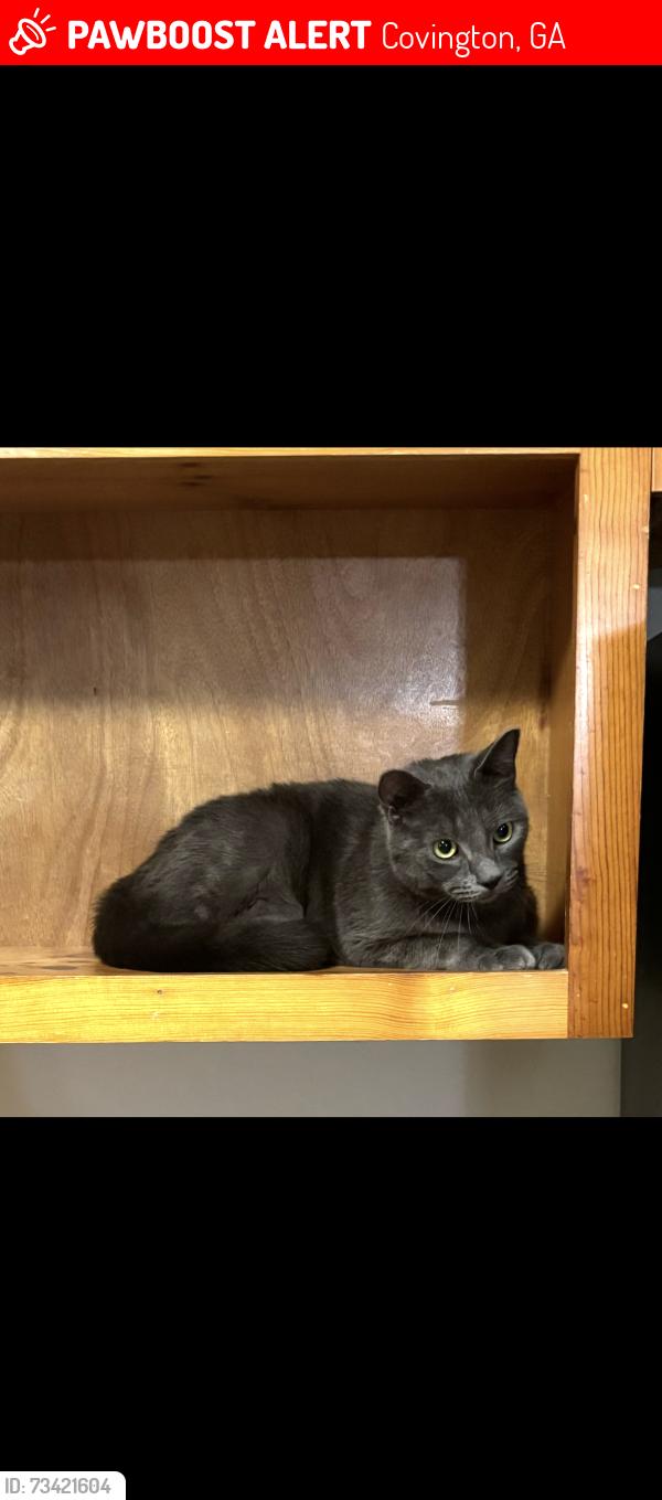 Lost Male Cat last seen Oak Hill Rd, Covington, GA 30016