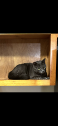 Lost Male Cat last seen Oak Hill Rd, Covington, GA 30016