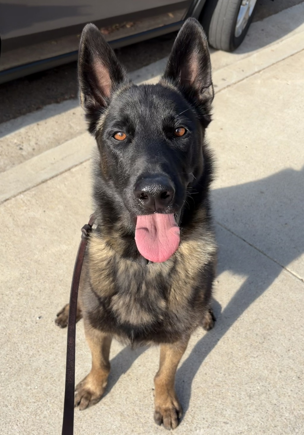 Shelter Stray Male Dog last seen Del Sol Boulevard, San Diego, CA, 92154, 5500 Gaines St, San Diego, CA 92110, USA