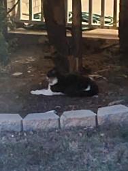Found/Stray Unknown Cat last seen On Colony Dr, McKinney, TX 75069