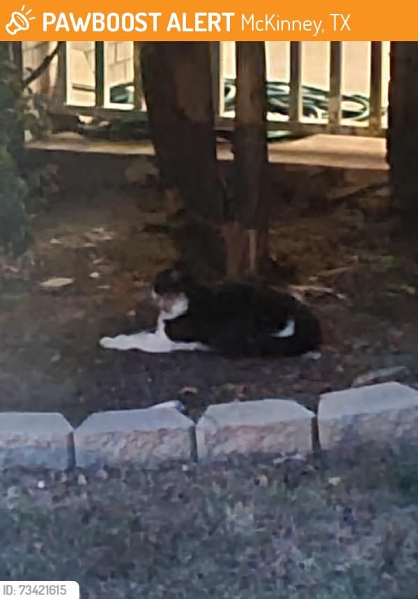Found/Stray Unknown Cat last seen On Colony Dr, McKinney, TX 75069