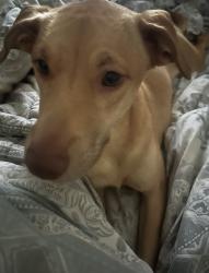 Lost Female Dog last seen water tank rd, Forrest County, MS 39401