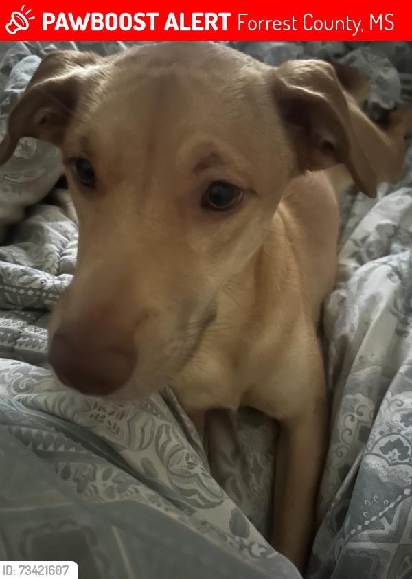 Lost Female Dog last seen water tank rd, Forrest County, MS 39401