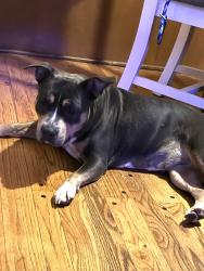 Found/Stray Female Dog last seen Lewton-Rich area, 1 block from Wellesley Dr., Lansing, MI 48911