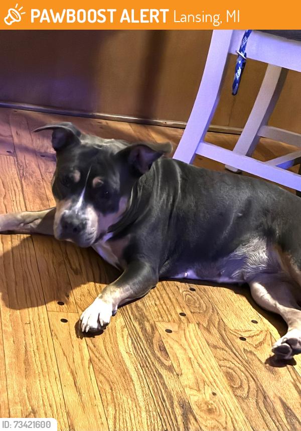 Found/Stray Female Dog last seen Lewton-Rich area, 1 block from Wellesley Dr., Lansing, MI 48911