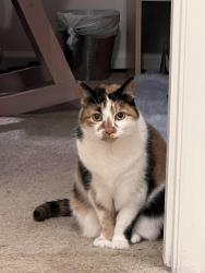 Lost Female Cat last seen Lives at 447! Escaped last night as the door was left open :(, Harrisonburg, VA 22801
