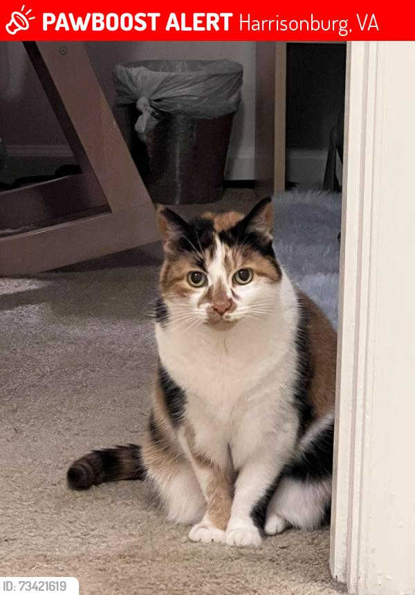 Lost Female Cat last seen Lives at 447! Escaped last night as the door was left open :(, Harrisonburg, VA 22801