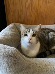 Lost Male Cat last seen South Assembly Road / South Oval Road, Spokane, WA 99224