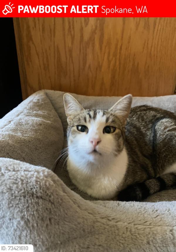 Lost Male Cat last seen South Assembly Road / South Oval Road, Spokane, WA 99224