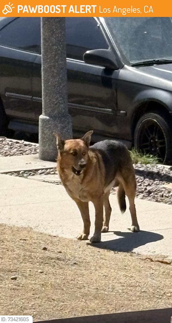 Found/Stray Male Dog last seen 104th St & Ruthelen, Los Angeles, CA 90047