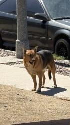 Found/Stray Male Dog last seen 104th St & Ruthelen, Los Angeles, CA 90047