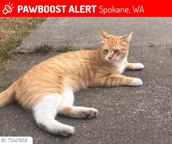 Lost Male Cat last seen Boone and Columbus st, Spokane, WA 99202