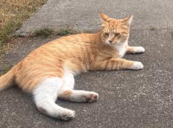 Lost Male Cat last seen Boone and Columbus st, Spokane, WA 99202