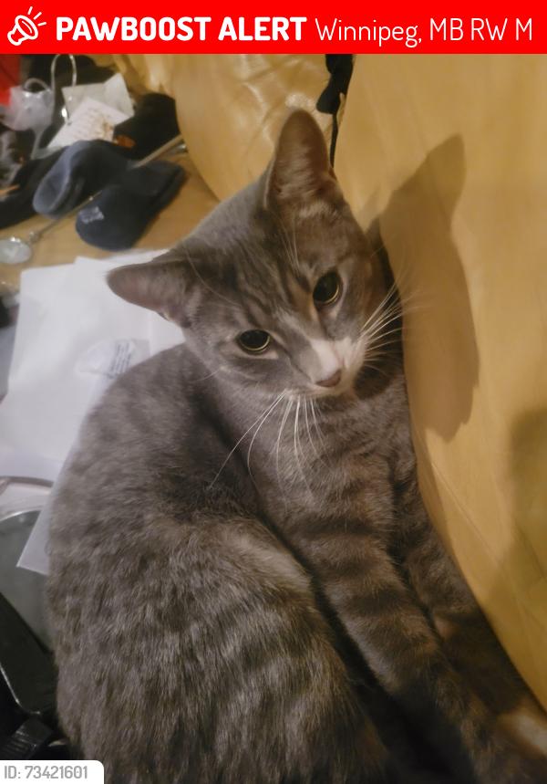 Lost Male Cat last seen Near McGregor and college, Winnipeg, MB R2W 1M9