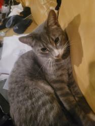 Lost Male Cat last seen Near McGregor and college, Winnipeg, MB R2W 1M9