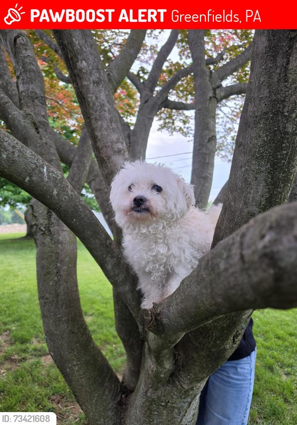 Lost Male Dog last seen Egle street and mayo dr, Greenfields, PA 19601