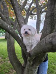 Lost Male Dog last seen Egle street and mayo dr, Greenfields, PA 19601