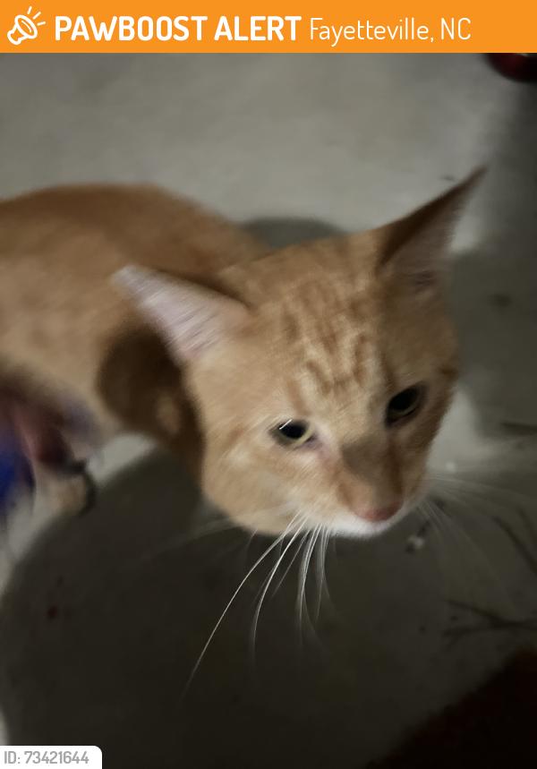 Found/Stray Male Cat last seen Bangor ct, Fayetteville, NC 28314