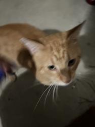 Found/Stray Male Cat last seen Bangor ct, Fayetteville, NC 28314