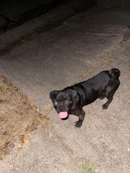 Found/Stray Female Dog last seen Bosque and 29th, Waco, TX 76702