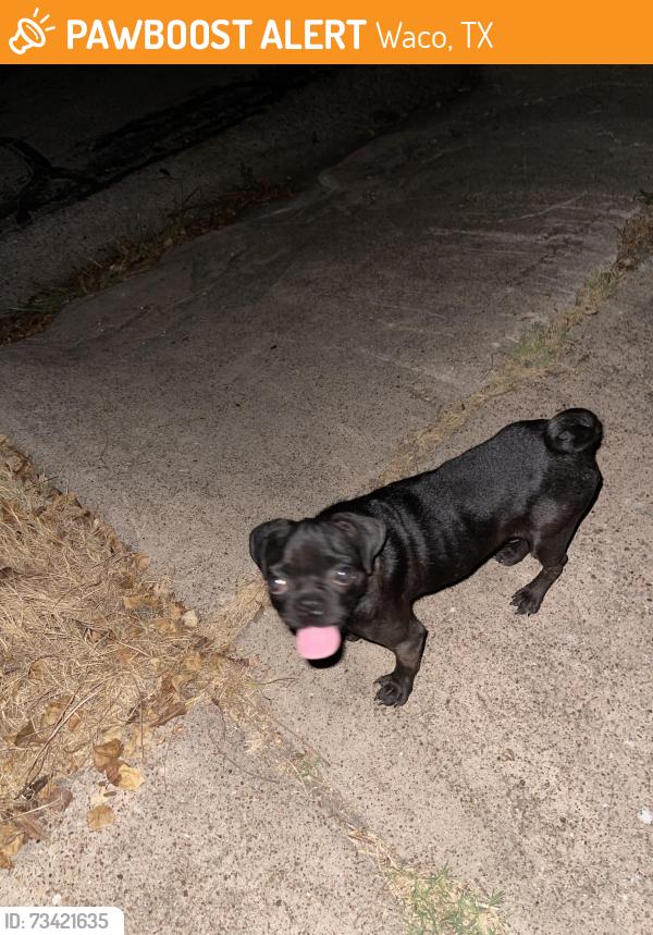 Found/Stray Female Dog last seen Bosque and 29th, Waco, TX 76702