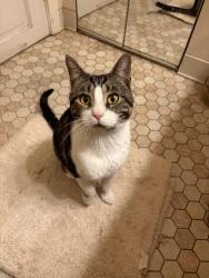 Found/Stray Male Cat last seen Wyoming and fennkel, Detroit, MI 48238