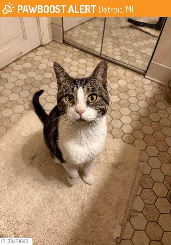 Found/Stray Male Cat last seen Wyoming and fennkel, Detroit, MI 48238