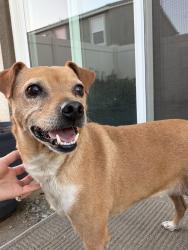 Found/Stray Female Dog last seen Nuevo Rd, Nuevo, CA 92585
