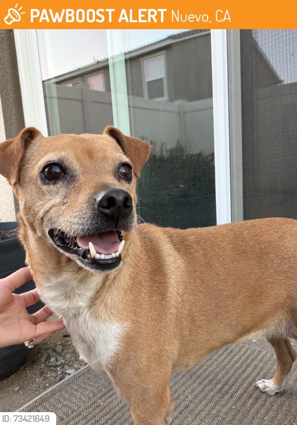 Found/Stray Female Dog last seen Nuevo Rd, Nuevo, CA 92585