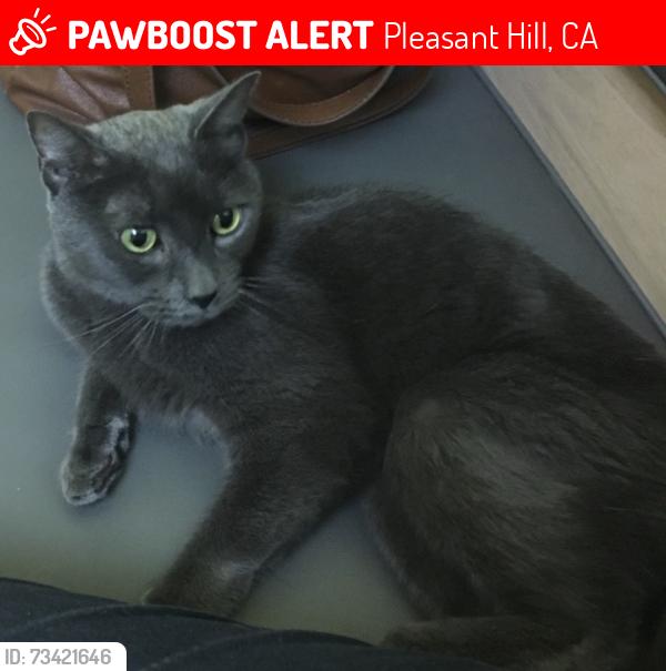 Found/Stray Male Cat last seen East Vivian, Pleasant Hill, CA 94523