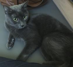 Found/Stray Male Cat last seen East Vivian, Pleasant Hill, CA 94523