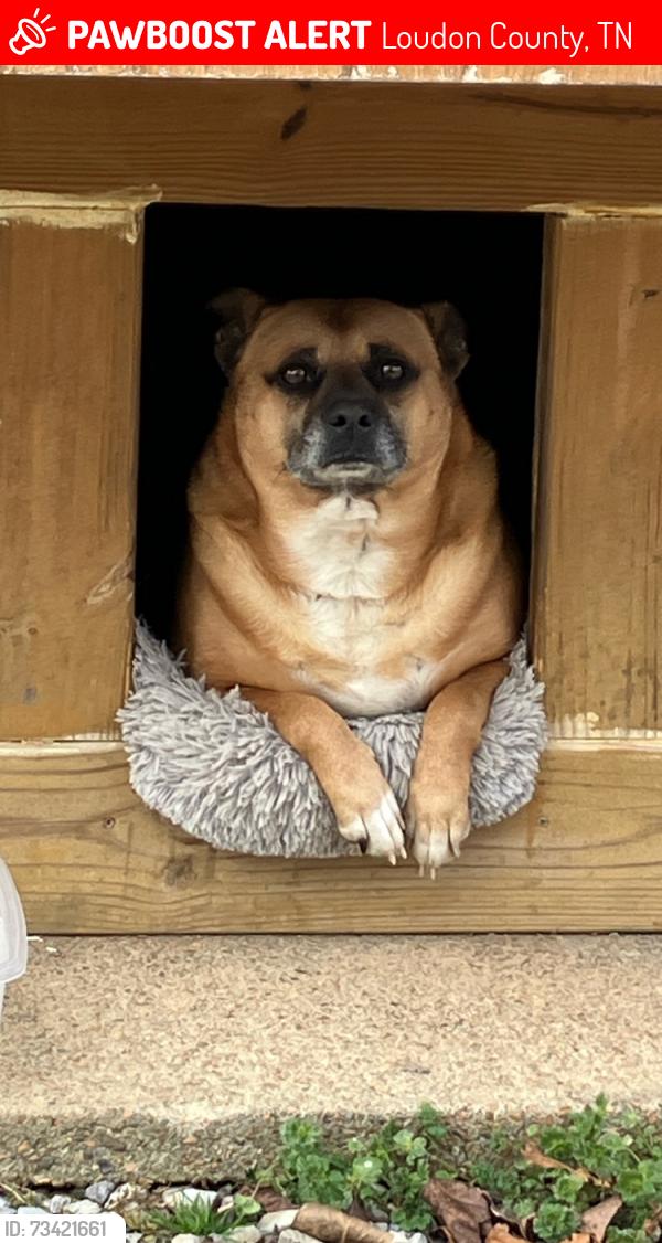 Lost Male Dog last seen Corinth church road, Loudon County, TN 37774
