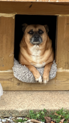 Lost Male Dog last seen Corinth church road, Loudon County, TN 37774