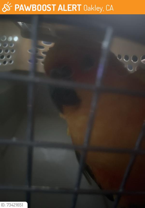 Found/Stray Unknown Bird last seen Oakley CA backyard, Oakley, CA 94561