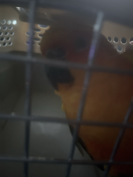 Found/Stray Unknown Bird last seen Oakley CA backyard, Oakley, CA 94561