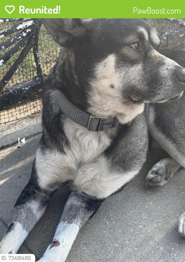 Reunited Male Dog last seen Near McKinley Pl, Los Angeles, CA 90002, Los Angeles, CA 90002
