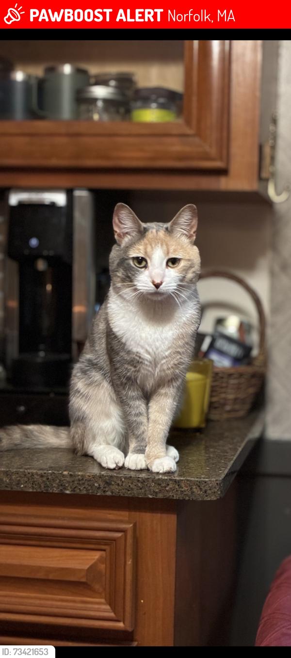 Lost Male Cat last seen Rockwood Rd, Norfolk, MA 02056
